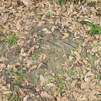Prime Recreational Tract in Southern Pike County 39.6 - Acres images 5