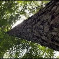 66 Acres in Panola County in Pope MS images 2