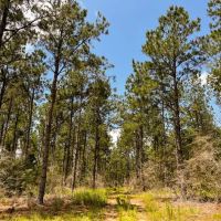 43 Acres T-7 Kelley Road images 3