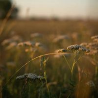 Meadow View Ranch images 3