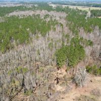 9.91 Acres of Recreational and Hunting Land For Sale in Columbus County NC images 5