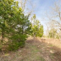 10.25 Acres in Milam County images 4