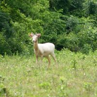 Premier Louisiana Hunting Ranch with Guided Hunts and Lodging