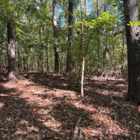 95 - Wooded Acres in Taliaferro County Georgia images 5