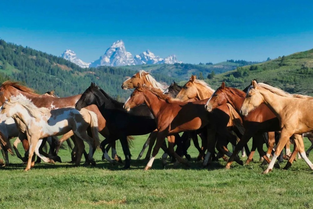 Red Hills Ranch featured image
