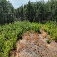 58.75 acres of Timberland For Sale in Buckingham County VA images 3