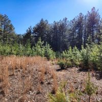 58.75 acres of Timberland For Sale in Buckingham County VA images 4