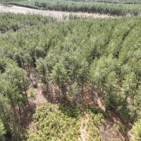 58.75 acres of Timberland For Sale in Buckingham County VA images 5