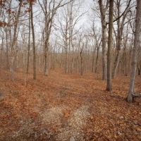 Prime Hunting Mature Timber And Homestead Potential images 3
