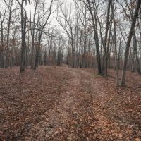 Prime Hunting Mature Timber And Homestead Potential images 5
