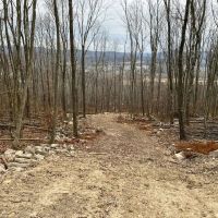 Bald Eagle Escape images 4