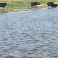 63 - Acres Callahan County images 3