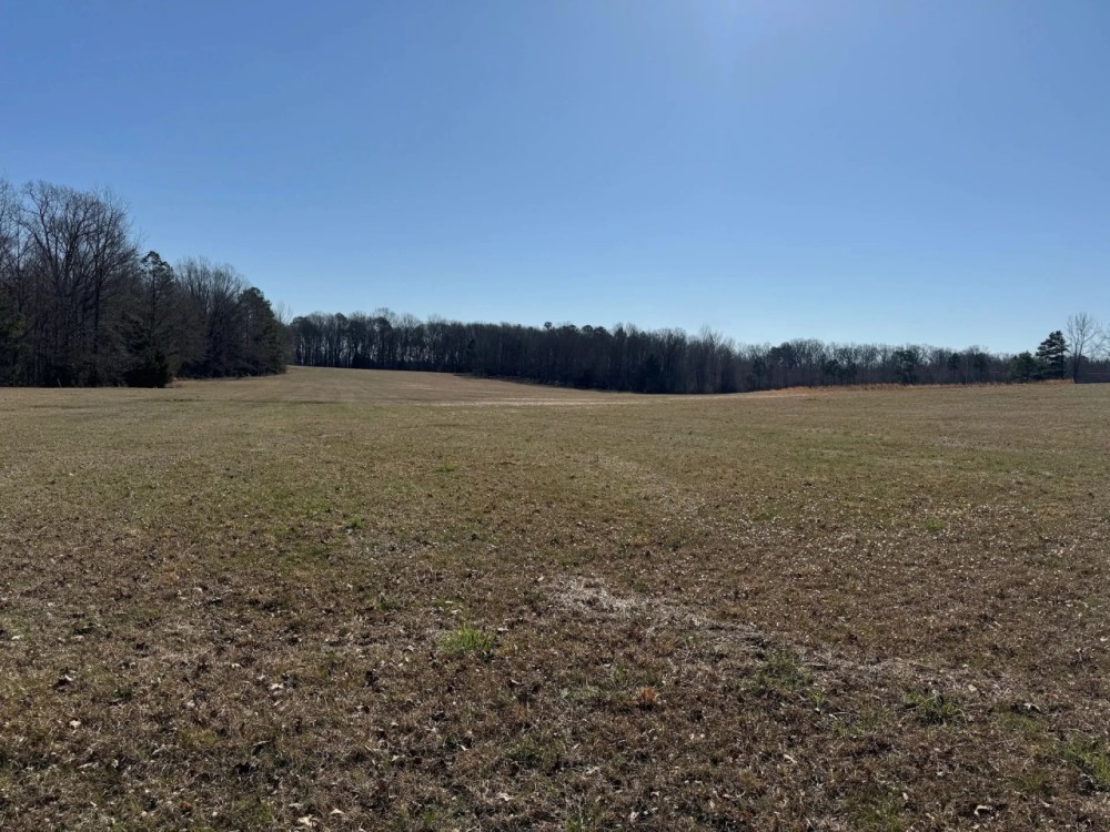 81.5 Acres in Pontotoc County MS featured image