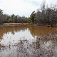 59 acres of Recreational and Hunting Land For Sale in Charlotte County VA images 4