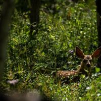Lobe Creek Ranch images 4