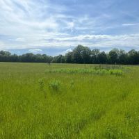 MS - Sunflower Cohoama 1230 acres - images 2