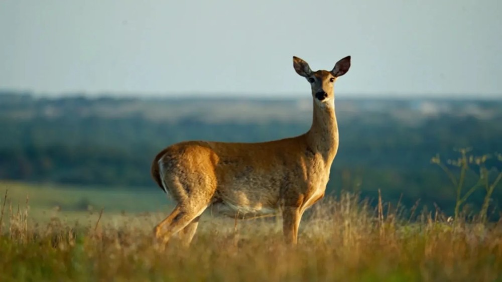 3627 acres The Craft Ranch 2400 under High Fence Duncan OK Stephens Co featured image