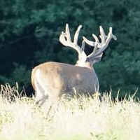3627 acres The Craft Ranch 2400 under High Fence Duncan OK Stephens Co images 5