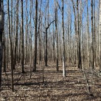 52.87 Acres in Sharkey County MS images 4