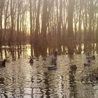66-Acres with Row Crop Whitetail Ducks Doves and Turkey Hunting in Benton County TN