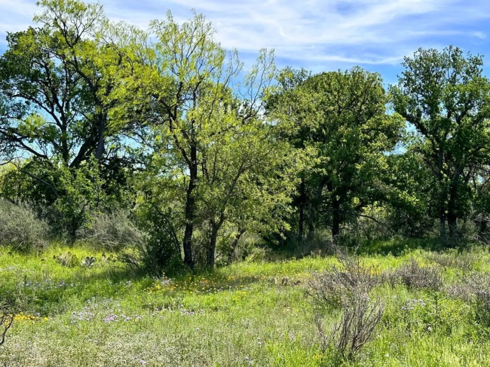 853 - Acres….Creek Elevation Hunting Heavy Cover Food Plots Much more featured image
