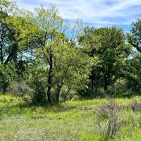 853 - Acres….Creek Elevation Hunting Heavy Cover Food Plots Much more