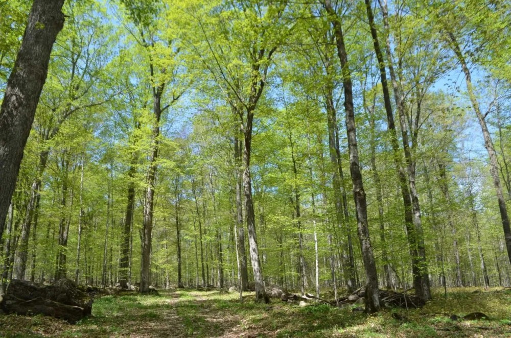 Quality wooded hunting building parcel Shawano County featured image