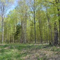 Quality wooded hunting building parcel Shawano County images 2