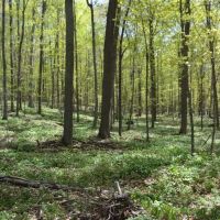 Quality wooded hunting building parcel Shawano County images 3