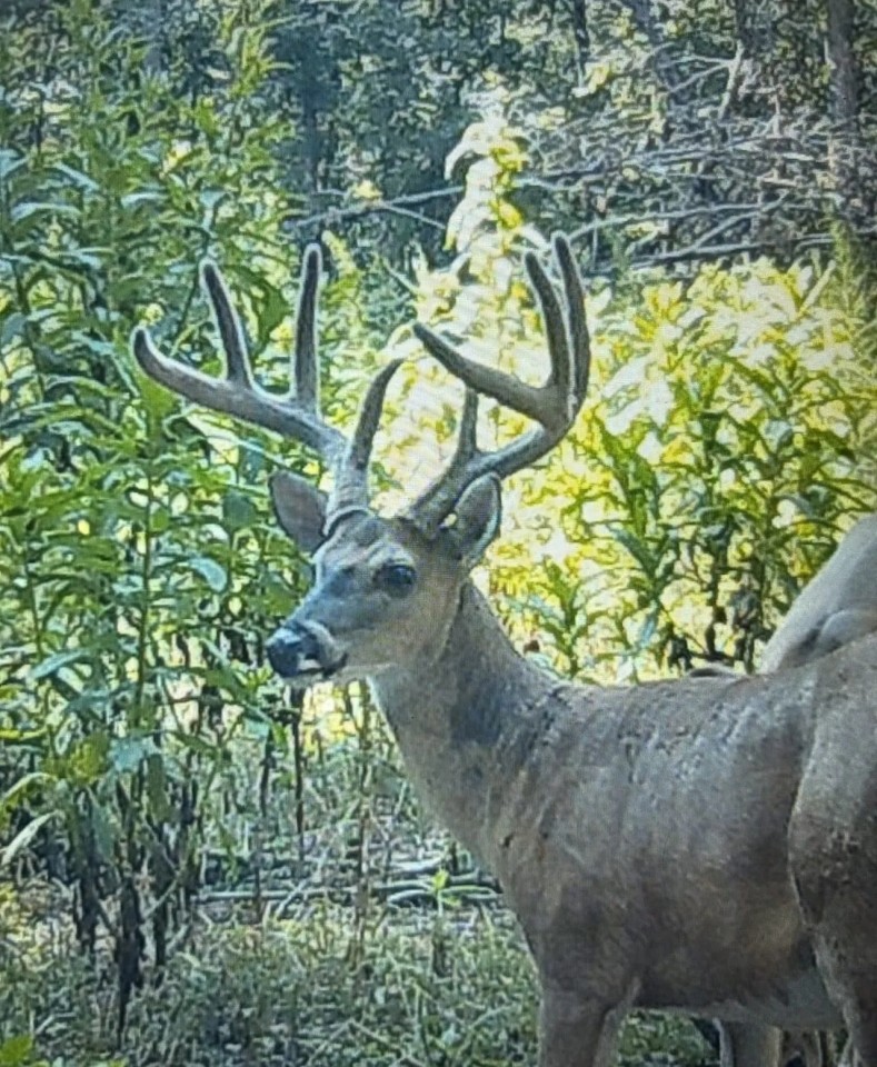 782.5 Acre Walnut Grove TN featured image