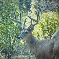 782.5 Acre Walnut Grove TN