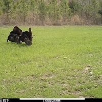 782.5 Acre Walnut Grove TN images 2