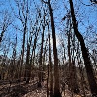 215 Acres in Hardeman County MS images 3