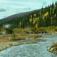 Harrison Creek Gold Mine images 2