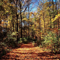 Edmonson Access 110 Acres of Turkey and Deer hutning in Benton, MO images 3