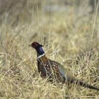 Elam Bend CA 1483 Acres of Rabbit and Deer Hunting in Gentry, MO images 5