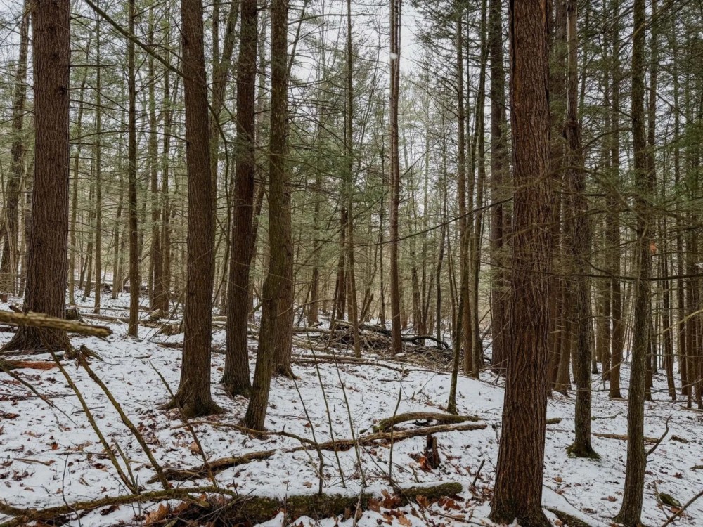 10 acres Timberland with Creek in Corning NY West Road featured image