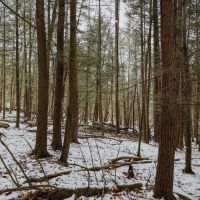 10 acres Timberland with Creek in Corning NY West Road