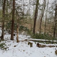 10 acres Timberland with Creek in Corning NY West Road images 2