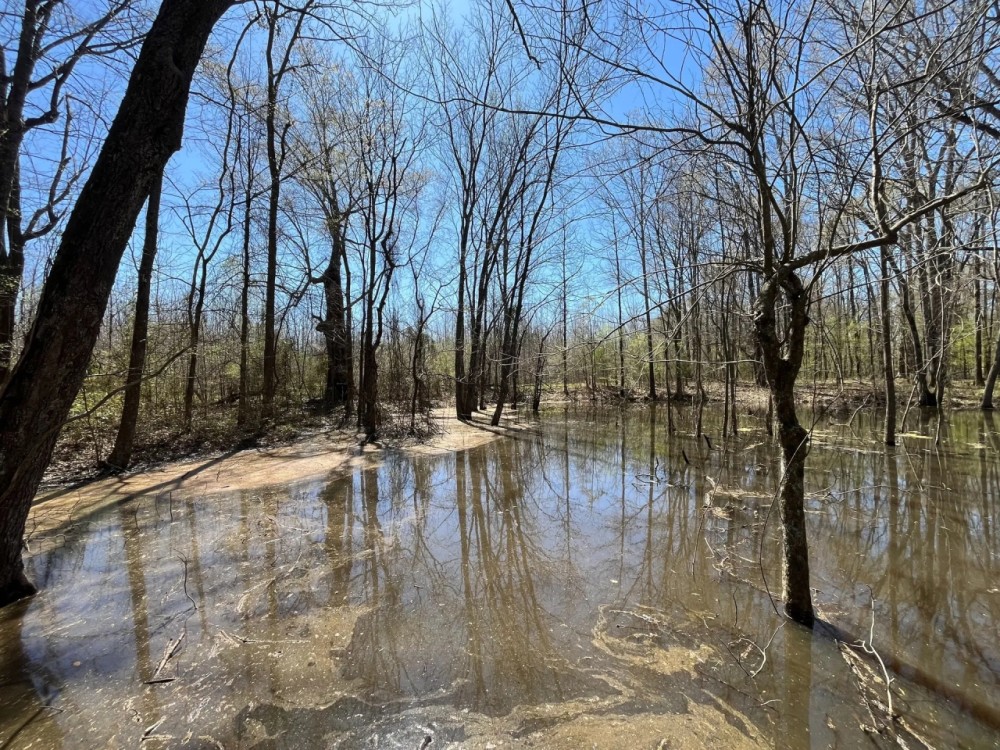 29 Acres in Jackson Parish LA featured image