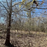 29 Acres in Jackson Parish LA images 2