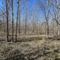 29 Acres in Jackson Parish LA images 4