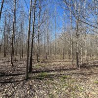 29 Acres in Jackson Parish LA images 5