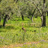Kerr County Oak View Ranch W of Harper images 4