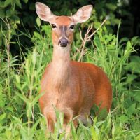 235 Acres Elmslie Memorial CA Deer and Squirrel Hunting in Jefferson, MO images 3