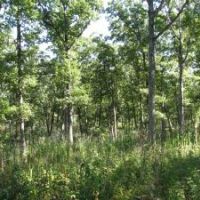 235 Acres Elmslie Memorial CA Deer and Squirrel Hunting in Jefferson, MO images 6