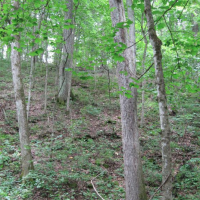 235 Acres Elmslie Memorial CA Deer and Squirrel Hunting in Jefferson, MO images 5