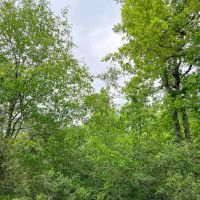 51 Acres Cravens Camp Rd. D-1 Silsbee Stake