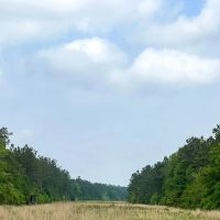 51 Acres Cravens Camp Rd. D-1 Silsbee Stake images 3
