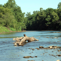 57 Acres Elrod Mill Access Rabbit and Squirrel Hunting in Andrew, MO images 4